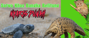 Read more about the article Satwa Khas Bangka Belitung Nyaris Punah