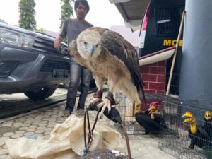 Read more about the article Balai GAKKUM LHK Kalimantan Dan BKSDA Kaltim Gagalkan Perdagangan Daring Enam Ekor Burung Langka Dilindungi