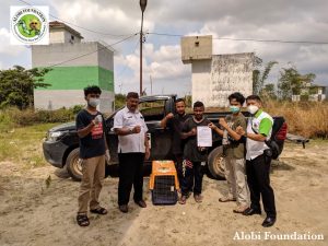 Read more about the article Alobi dan BKSDA Selamatkan 2 Ekor Kukang Induk dan Anak