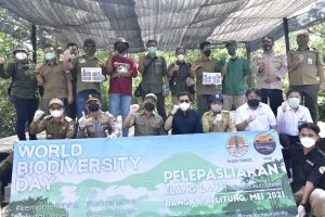 Read more about the article Pelepasliaran 4 Ekor Elang Laut Dada Putih (Haliaeetus leucogaster) ke Habitat Alami di Pulau Bangka