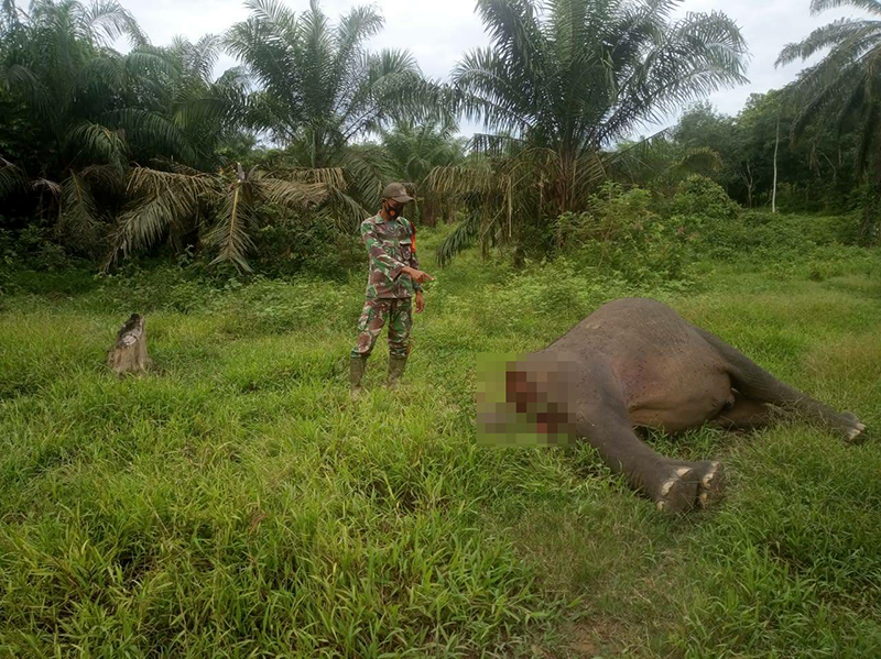 You are currently viewing Mengenaskan! Gajah Sumatera Ditemukan Mati Tanpa Kepala di Aceh Timur
