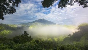 Read more about the article Alasan Hutan Sumatera Masuk ‘Daftar Neraka’ UNESCO