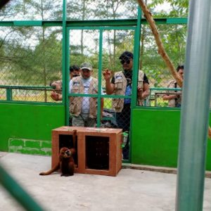 Read more about the article Balai KSDA Jakarta Translokasikan 7 ekor Primata Dilindungi ke PPS Alobi Binaan Balai KSDA Sumsel