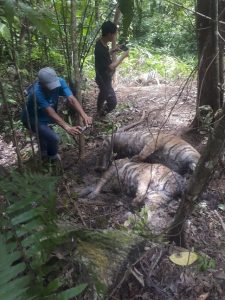 Read more about the article Tiga Ekor Harimau Sumatera Ditemukan Mati dengan Jeratan di Kaki