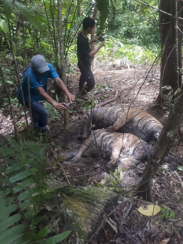 You are currently viewing Tiga Ekor Harimau Sumatera Ditemukan Mati dengan Jeratan di Kaki