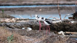 Read more about the article Fenomena Migrasi Burung Pantai, dari Australia Singgah di Sinarjaya Plampang