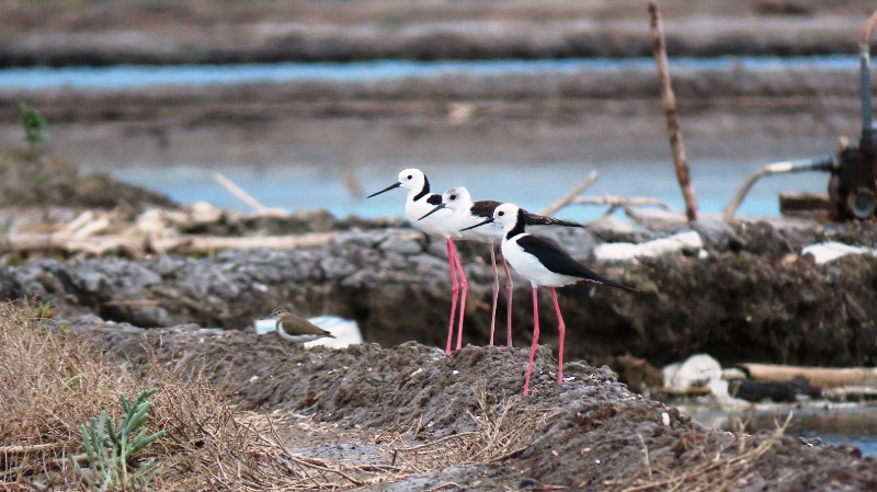 You are currently viewing Fenomena Migrasi Burung Pantai, dari Australia Singgah di Sinarjaya Plampang