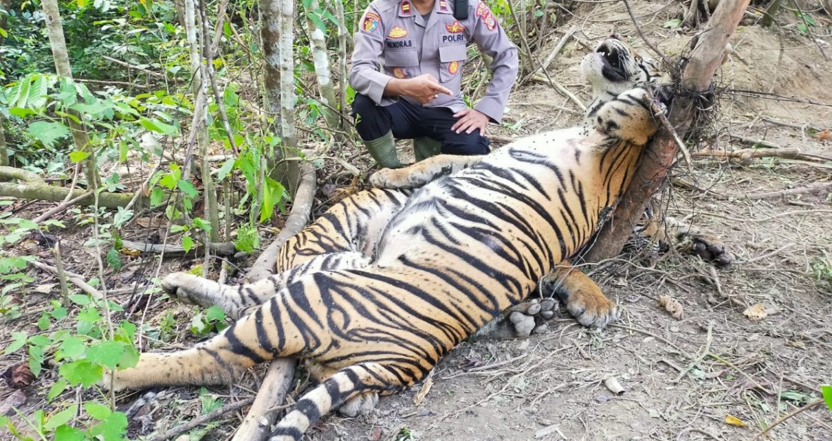 You are currently viewing Sekali Lagi Ditemukan Dua Ekor Harimau Sumatra Mati Terjerat, Di Peunaron