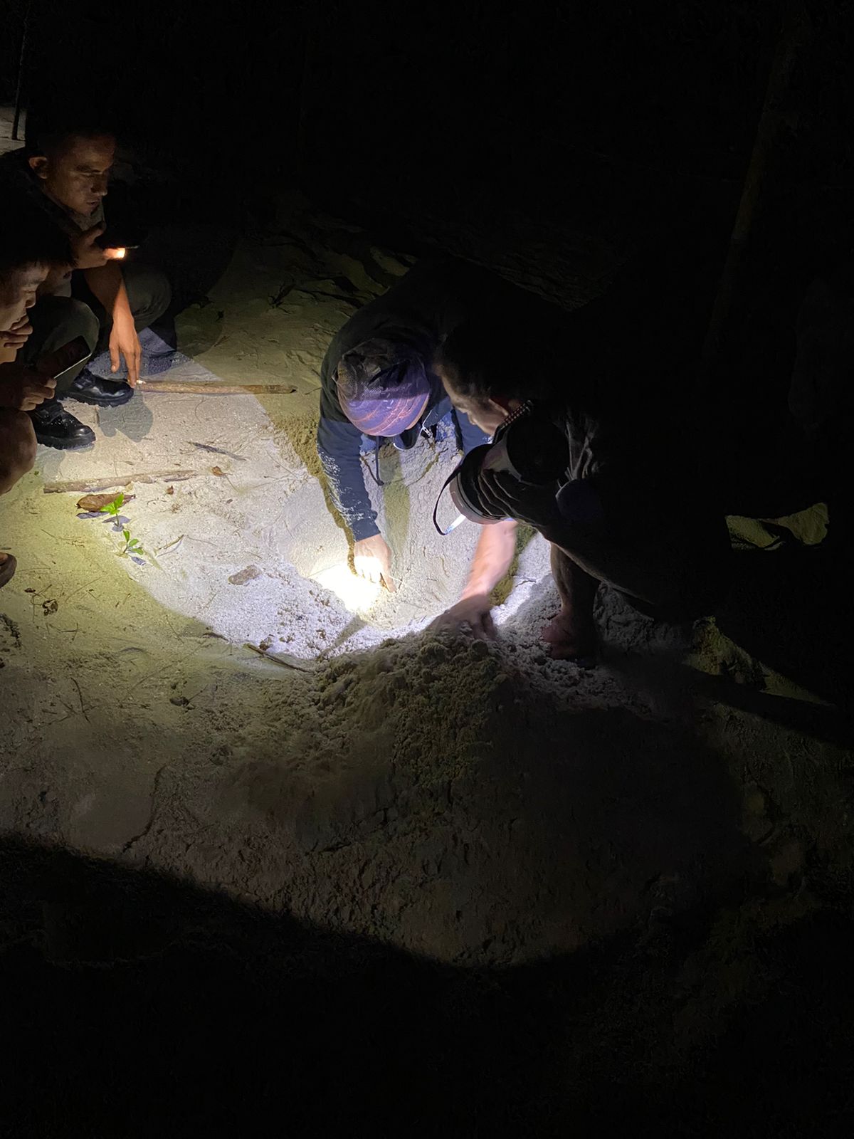 You are currently viewing Helping baby sea turtle to hatch