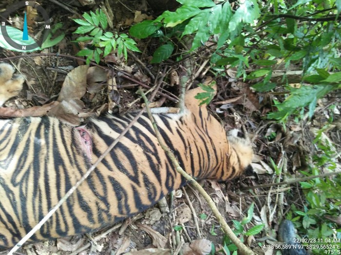 You are currently viewing Seekor Harimau Sumatera Mati Diduga Keracunan