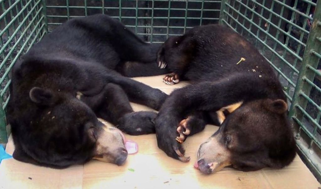 Read more about the article Sepasang Beruang Madu Kena Jerat dalam Kebun Sawit di Langkat, Kaki Si Jantan Diamputasi