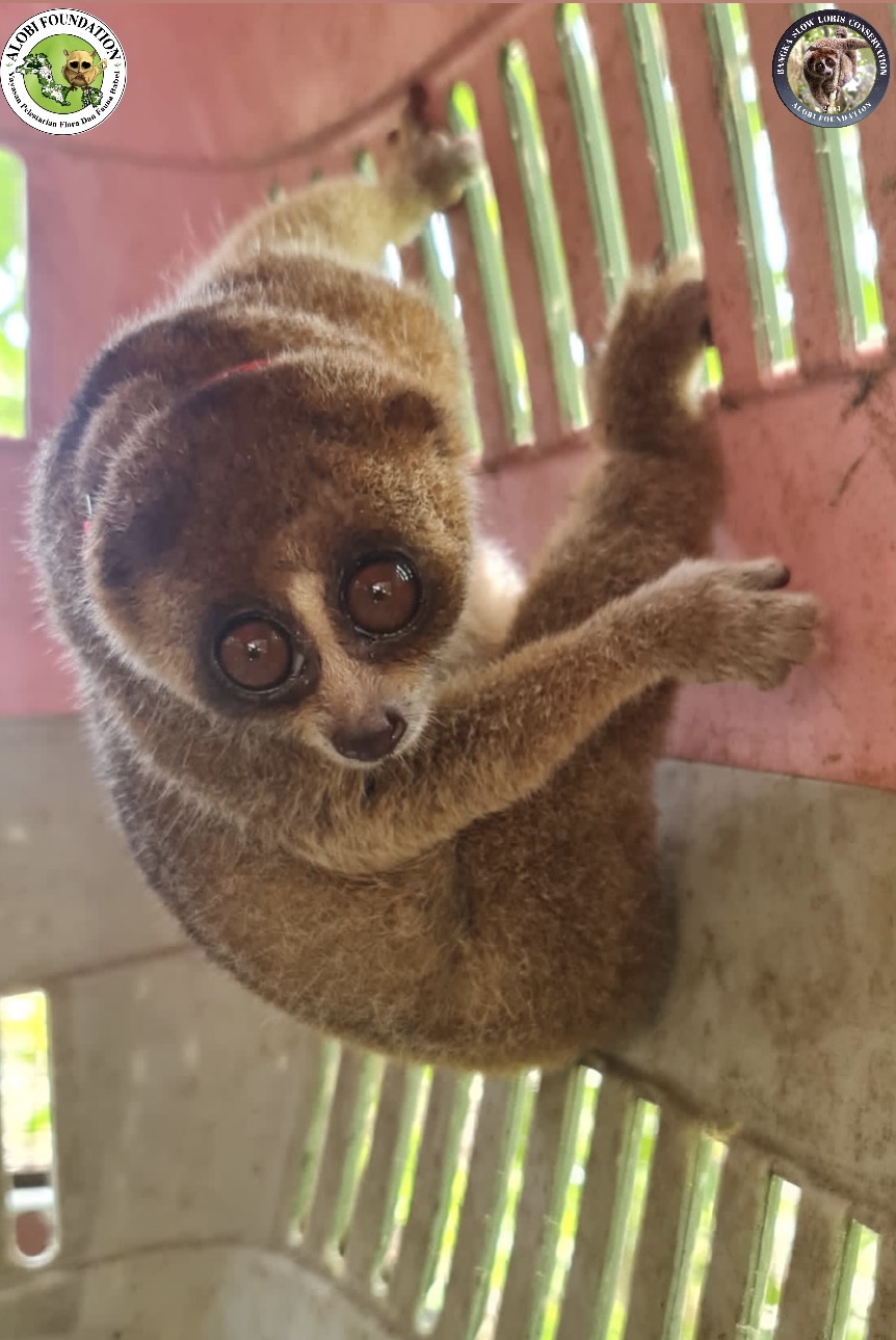 Read more about the article Bangka Slow Loris was Succesfully Rescued by Alobi Foundation