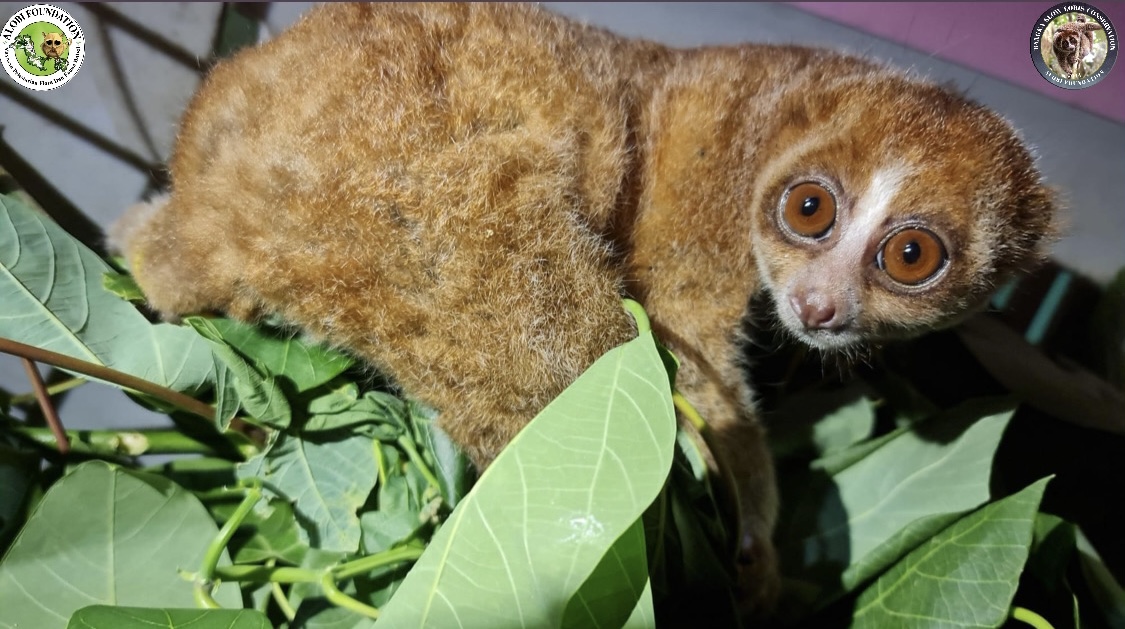 Read more about the article Another Released Slow Loris by Alobi Foundation