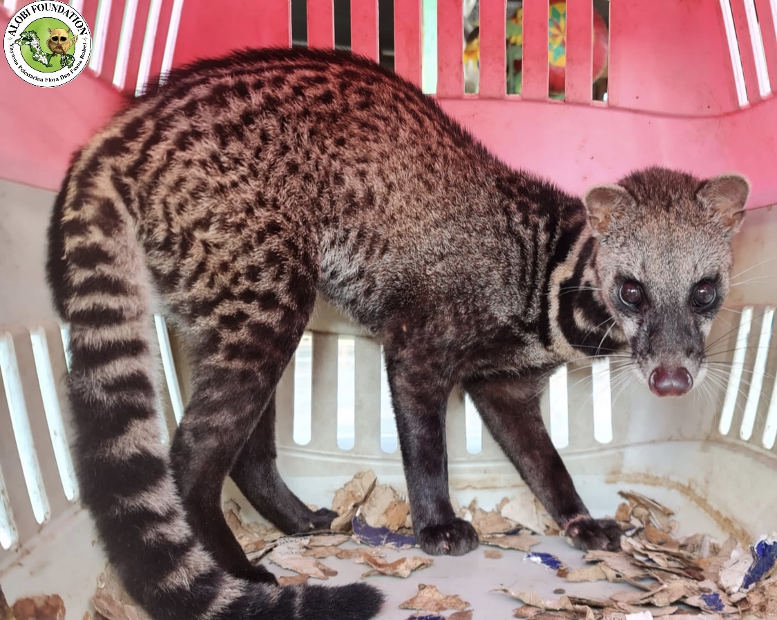 Read more about the article The Tenggalung Civet has been Succesfully Released by Alobi Foundation