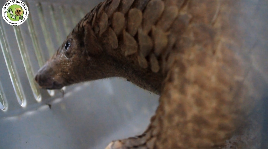 You are currently viewing Alobi Foundation Evacuation of Pangolins Entering Residents’ Homes