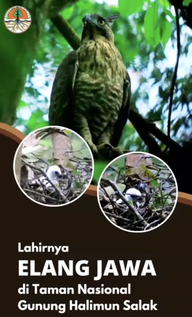 You are currently viewing The Birth of a Baby Javan Eagle in Mount Halimun Salak National Park
