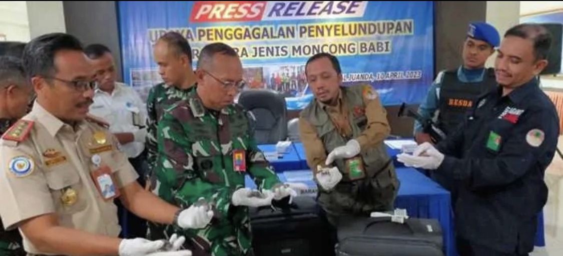 Read more about the article Thousands of Snout Labi Rescued at Juanda Airport