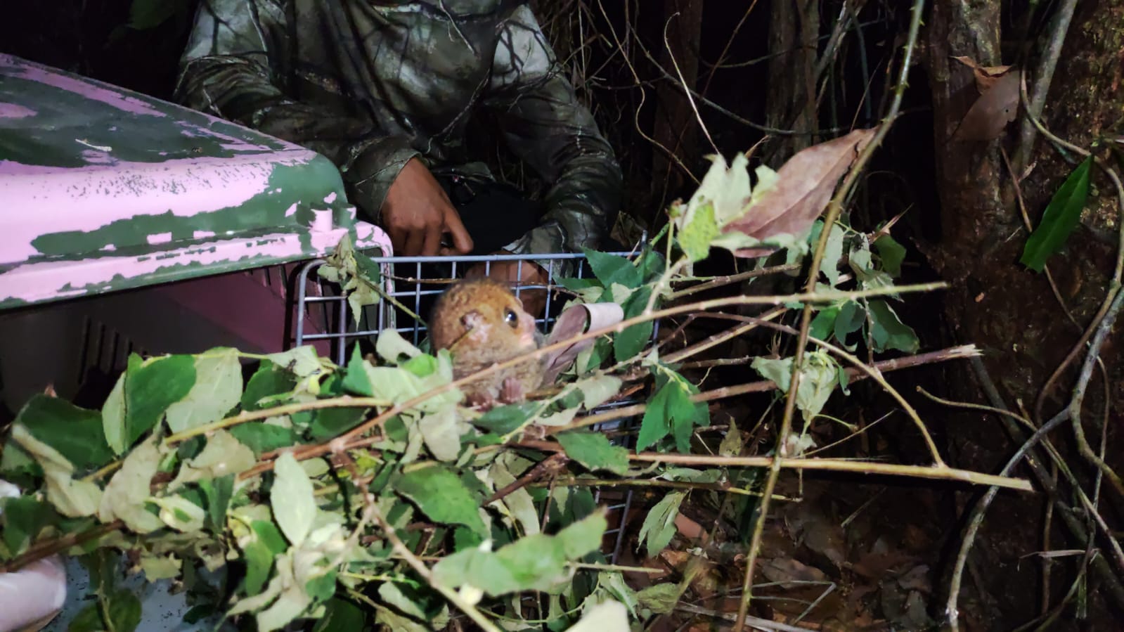 Read more about the article Returned Tarsier Back Into The Wild