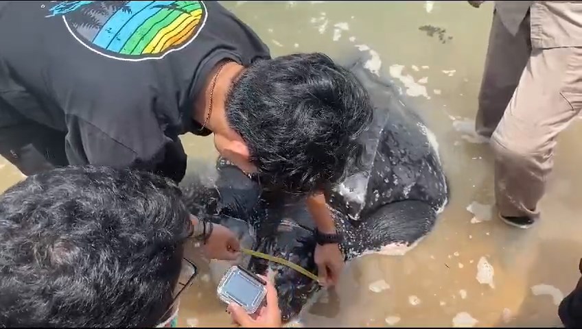 You are currently viewing Rescue 1 Ekor Penyu Belimbing (Dermochelys coriacea) yang Terdampar di Pantai T.Ular Muntok Bangka Barat