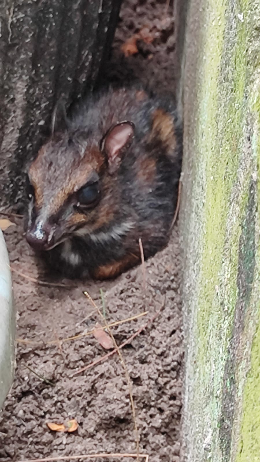 Read more about the article Newborn Uja Brings Hope for Endangered Bangka Mouse Deer Conservation