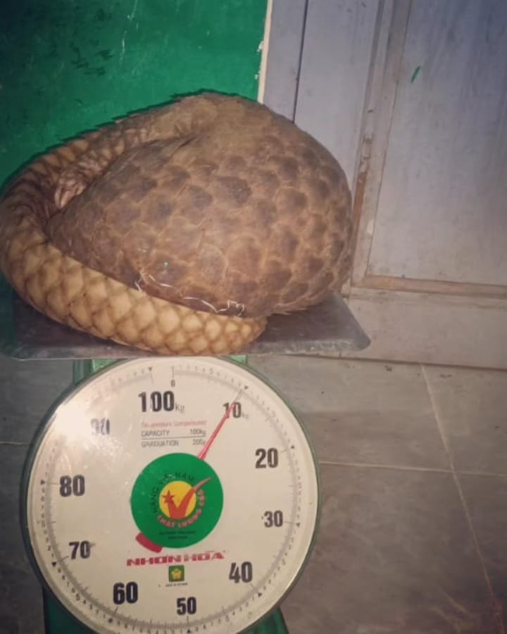 Read more about the article Community Effort Saves Endangered Pangolin in South Bangka Regency