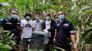 Read more about the article Endangered Wildlife Release: Pangolin and Pandan Civet Returned to Habitat