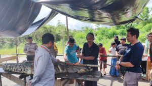 Read more about the article Alobi Foundation Berhasil Merescue Kembali Buaya di Sungai Salim